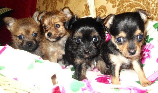 Křížené štěňátka