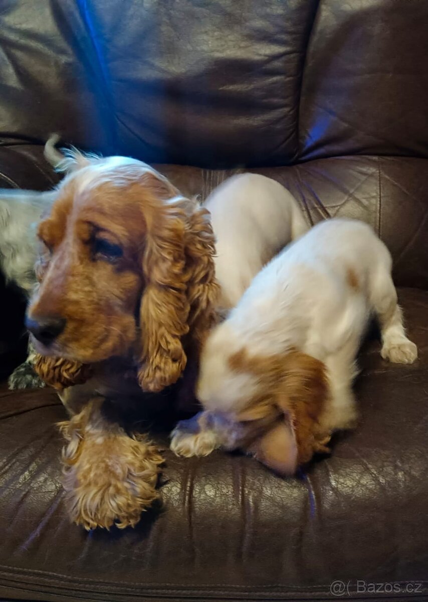 Anglický kokršpaněl barevný holky i kluci