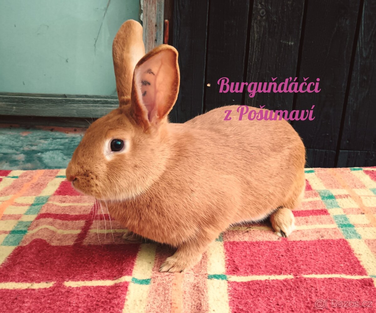 BURGUNDSKÝ králík - SAMIČKA ZORKA ⭐️⭐️⭐️