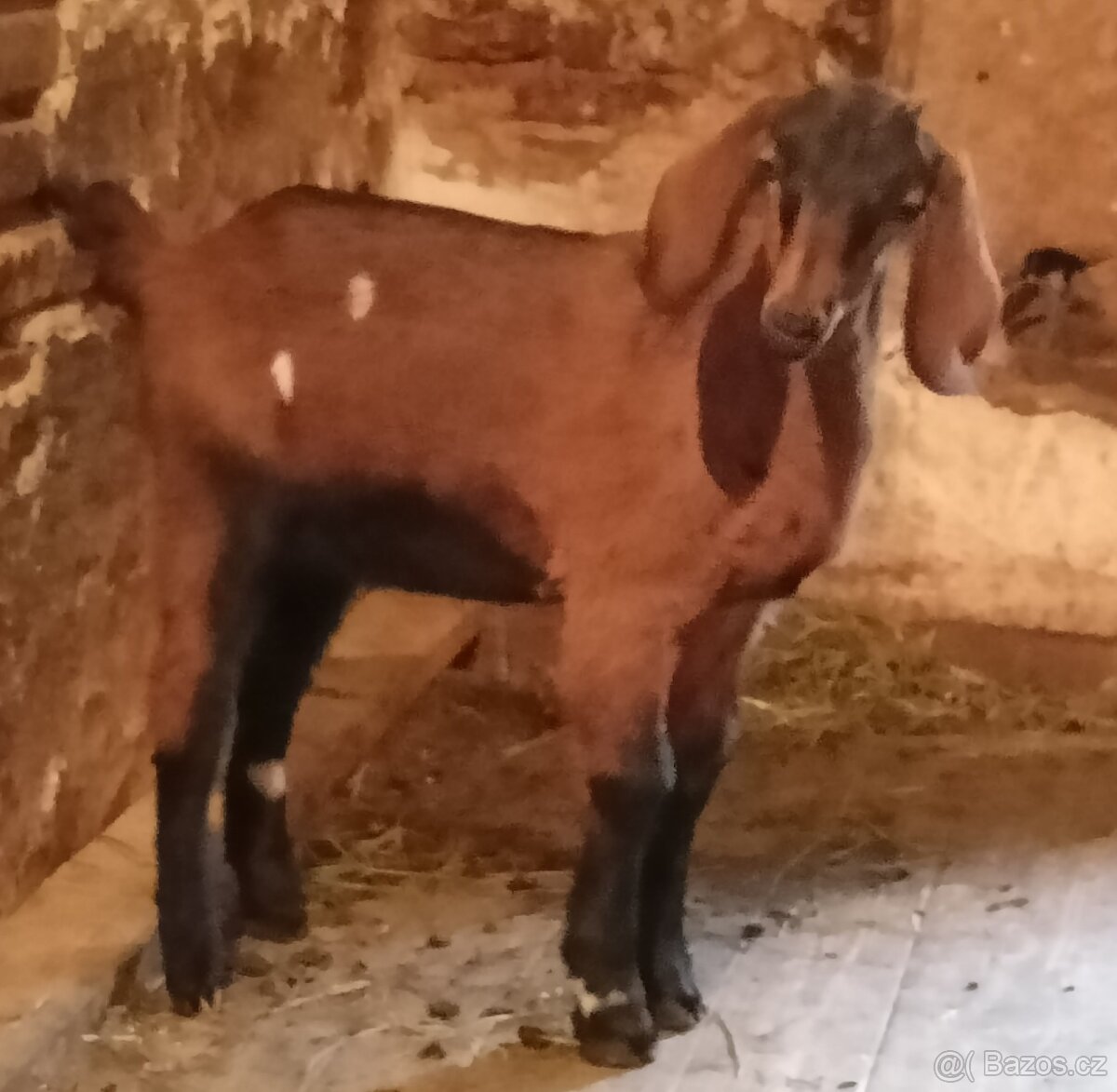 Kozička podílová Anglonubijská