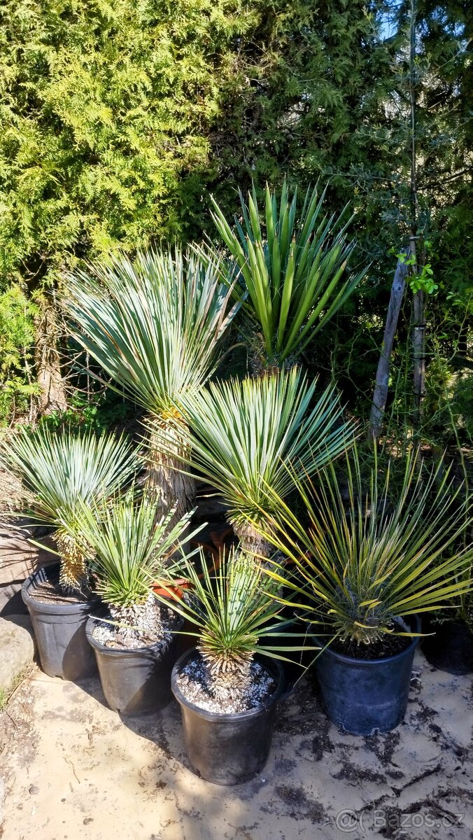Yucca Rostrata