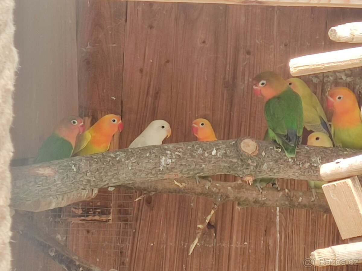 Agapornis