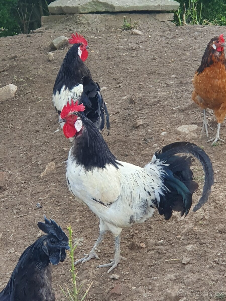 Kohout Lakenfeld a Dominant žihany