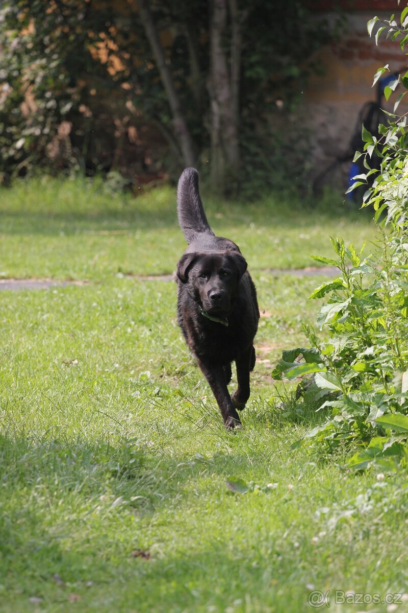 NO X Labrador