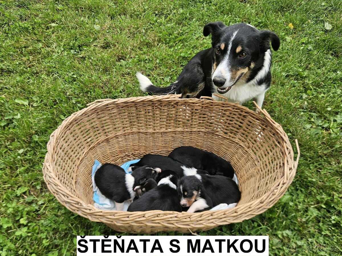 ŠTĚŇATA BORDER KOLIE TRIKOLORA ČISTOKREVNÁ BEZ PP