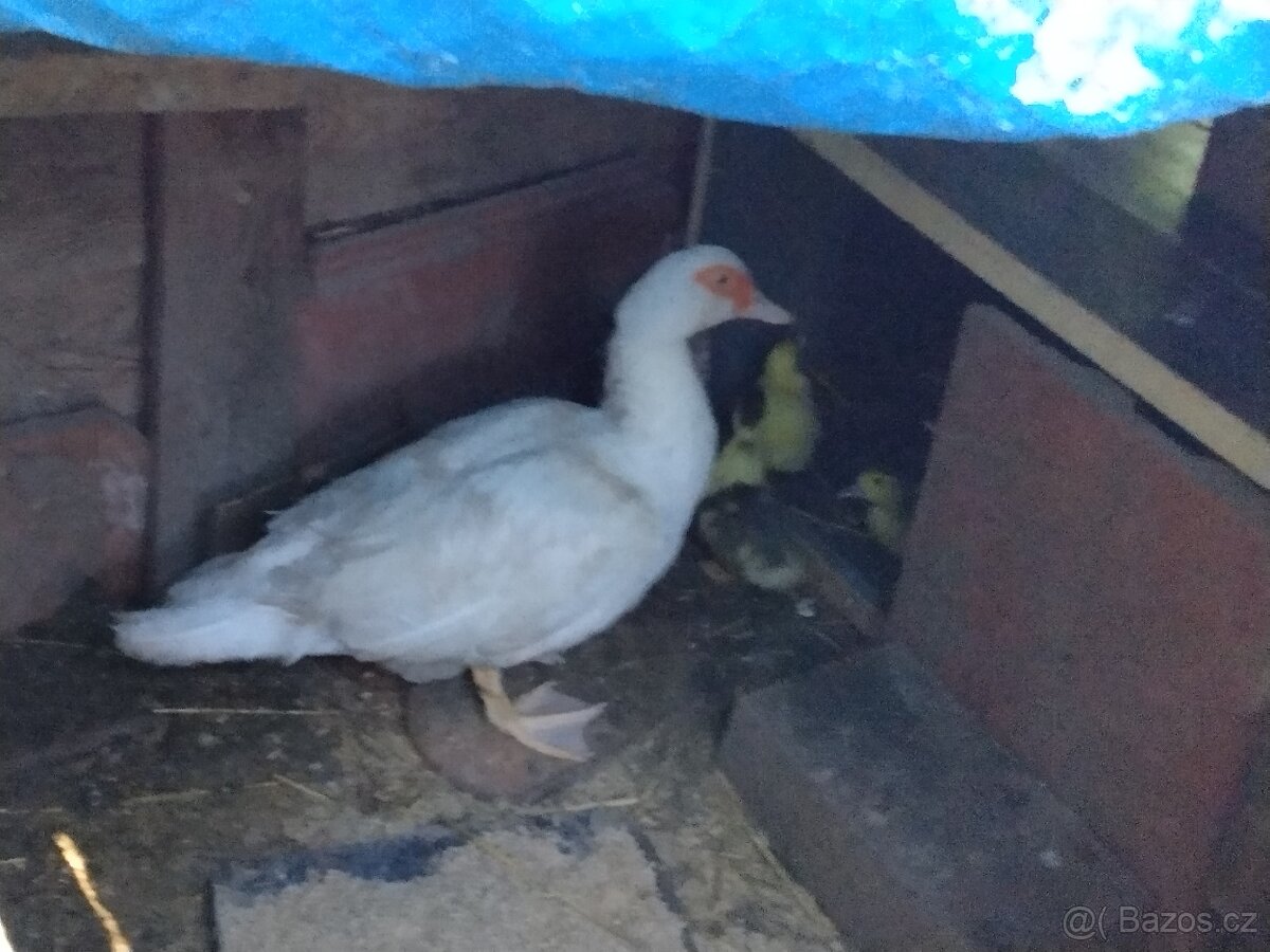 Prodáme kachnu i s 8kachňaty pyžmovka