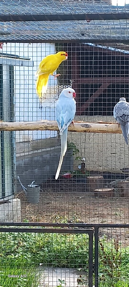 Alexandr malý sv. modrý 0,1 kr. 22