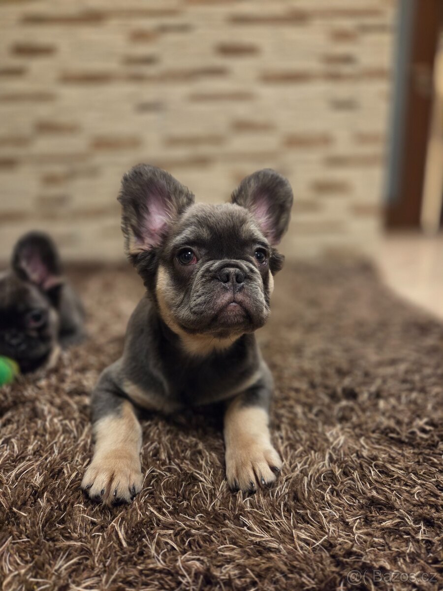 Francouzsky buldoček modry