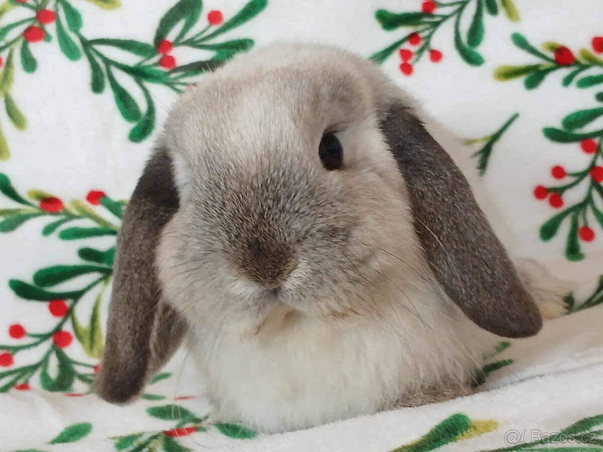 Volná samička - Anglický Zakrslý Beránek MiniLop🍑🧡