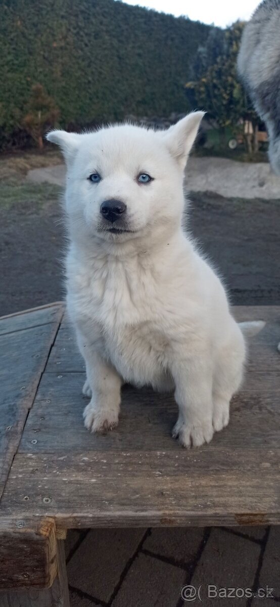 štěnátka Sibiřský Husky