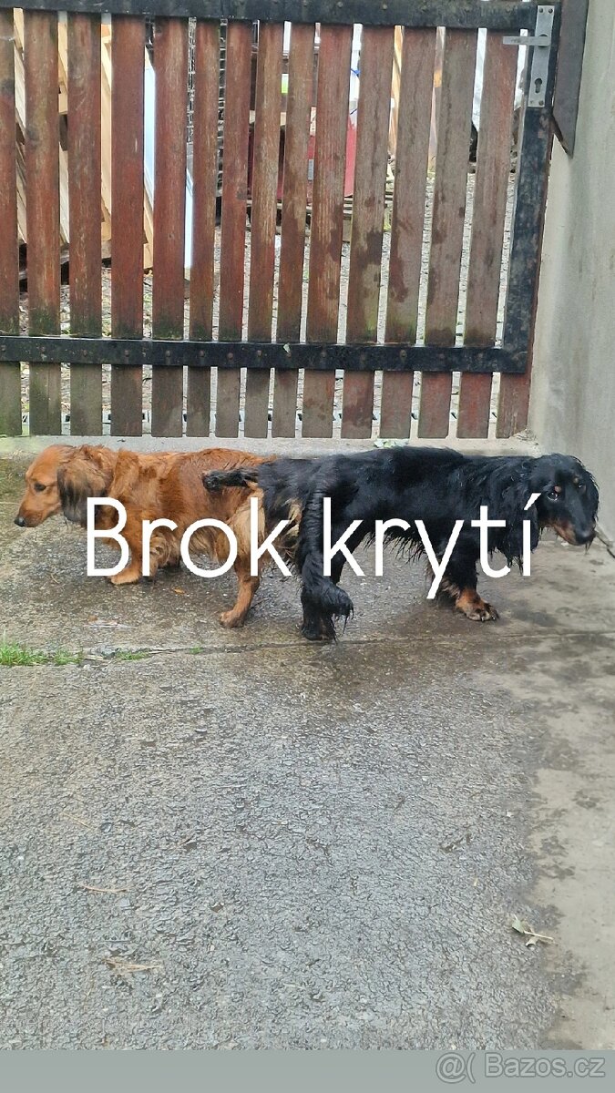 Krytí psem dlouhosrstého jezevčíka standart