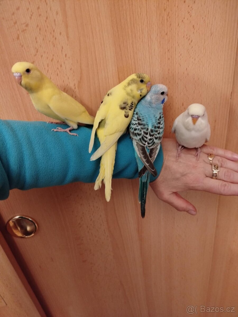 Prodám mladé andulky po vylétnutí z budky