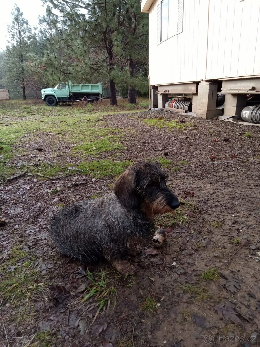 Drsnosrstý jezevčík