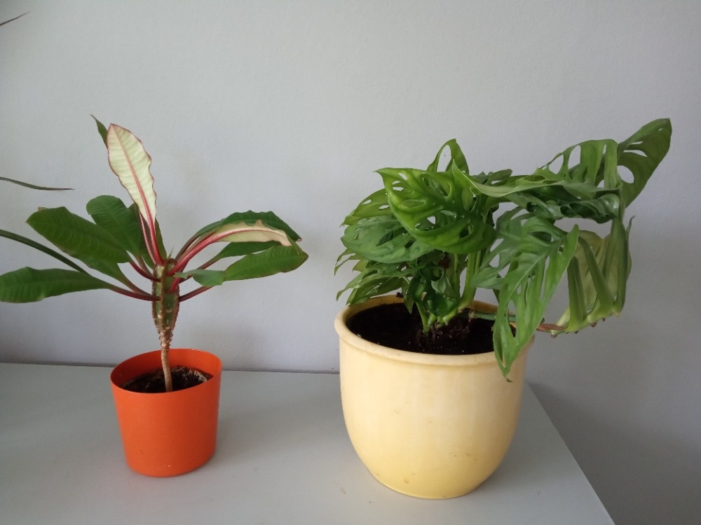 Monstera, ibišek, palma, juka, aloe, fikus, šeflera, dracena