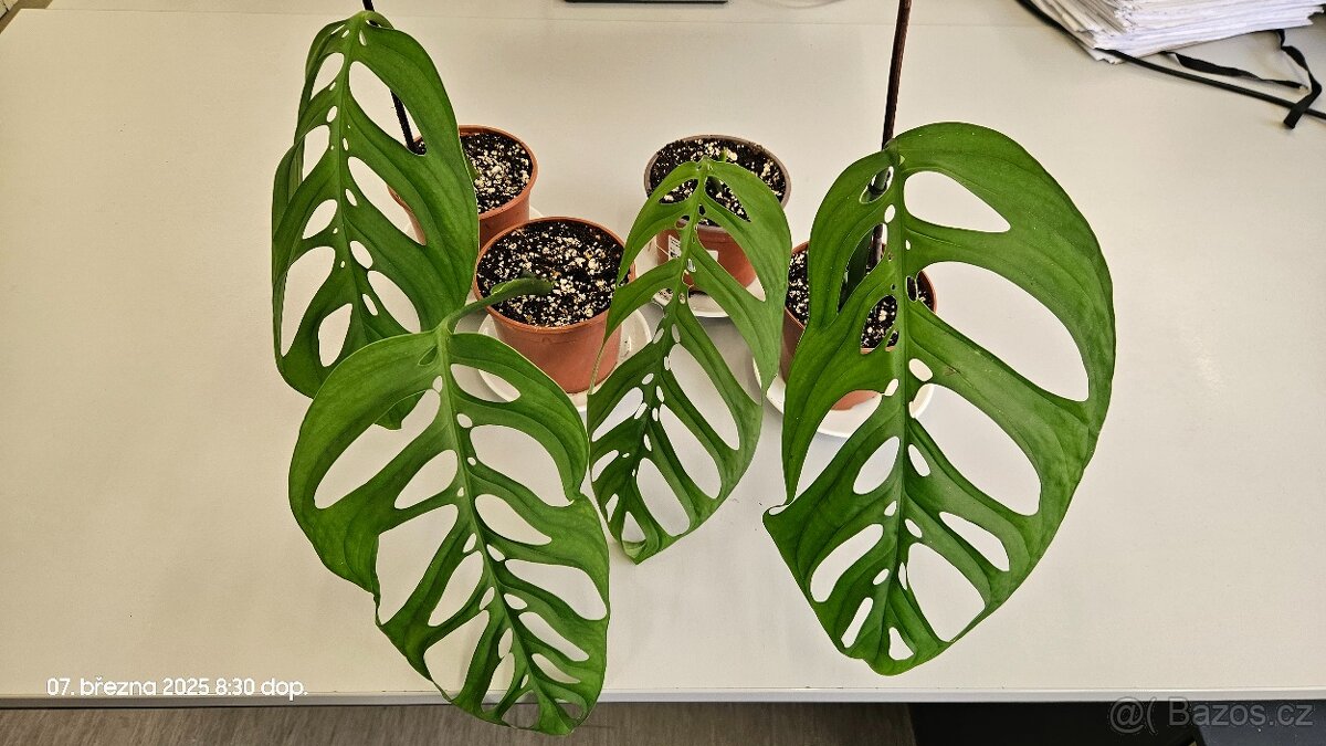 Monstera esqueleto