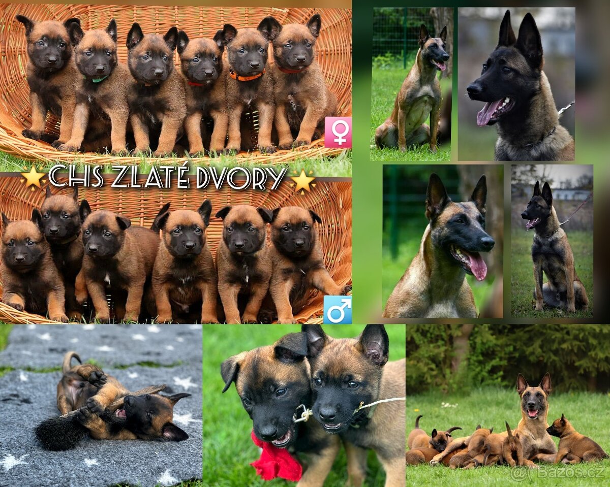 Belgický ovčák Malinois s PP - štěňata 8.týdnů