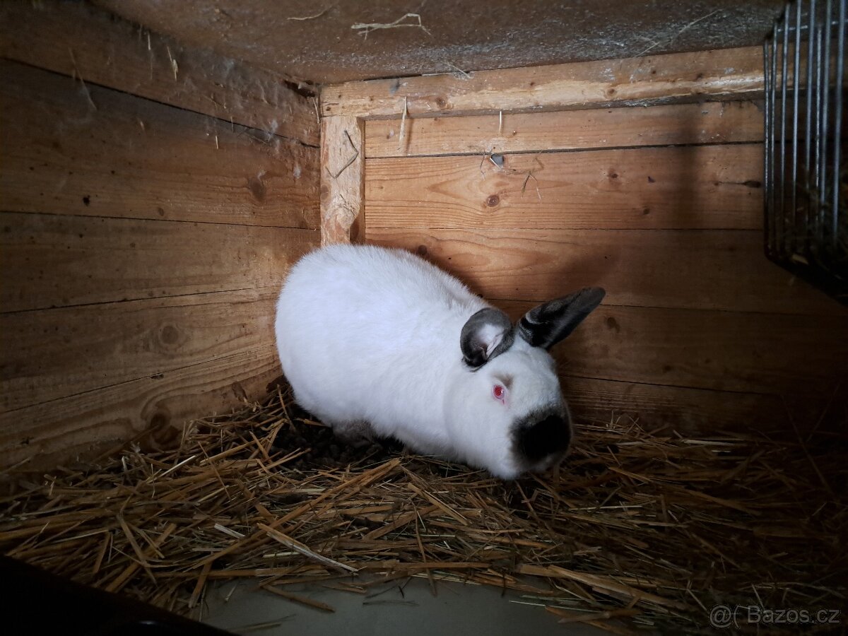Kalifornský černý a Králík Kuní velký hnědý