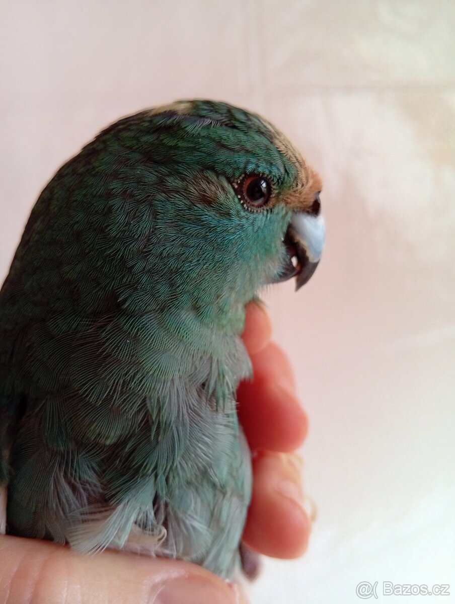 Kakariky samice