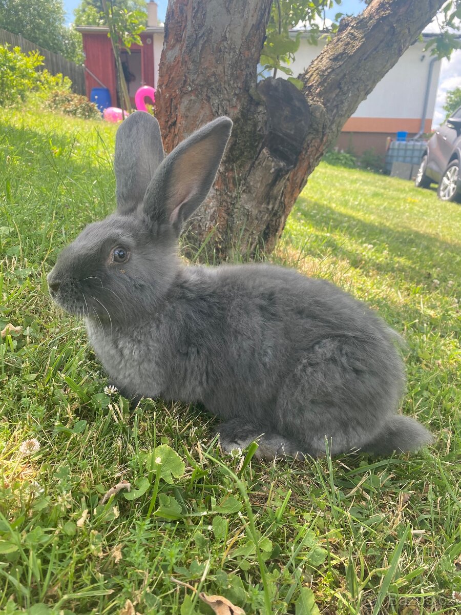 Králík Samec