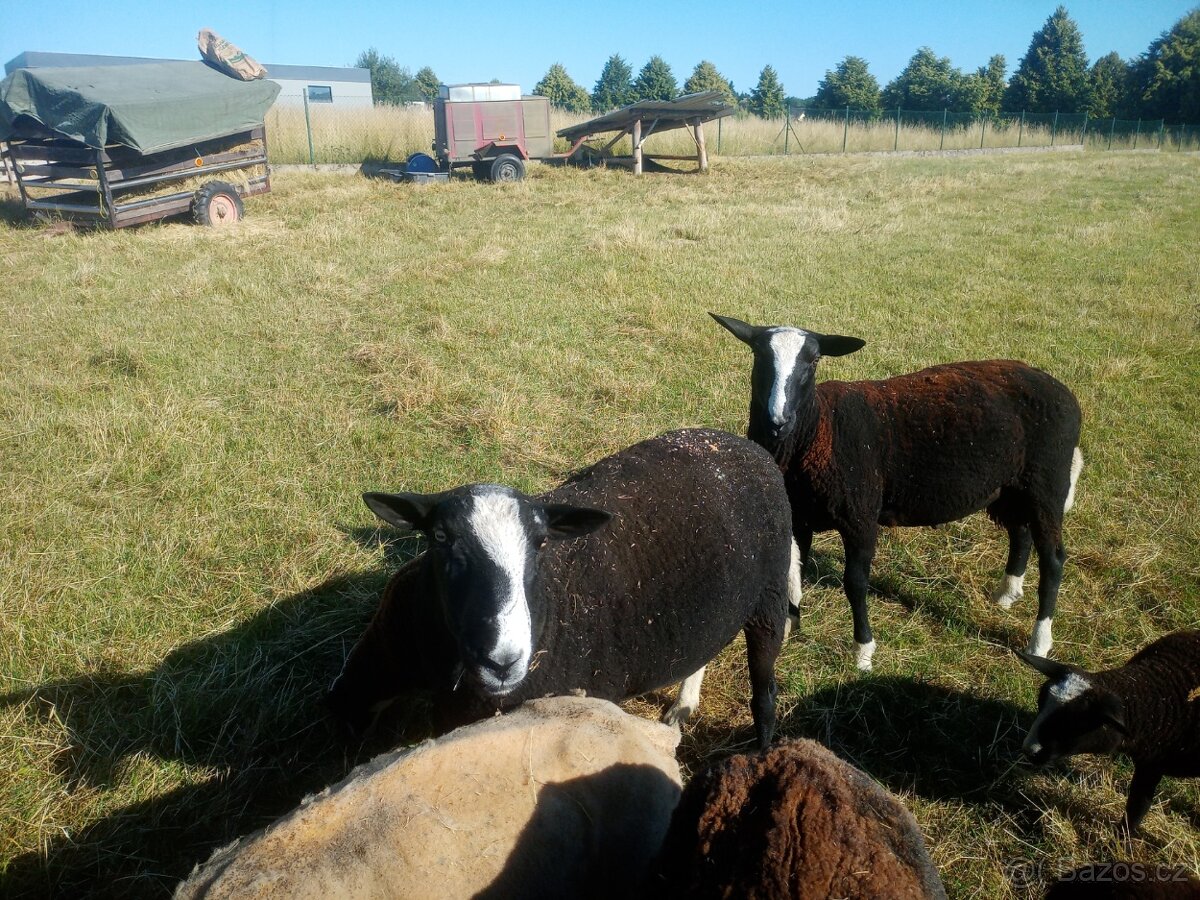 Zwartbles