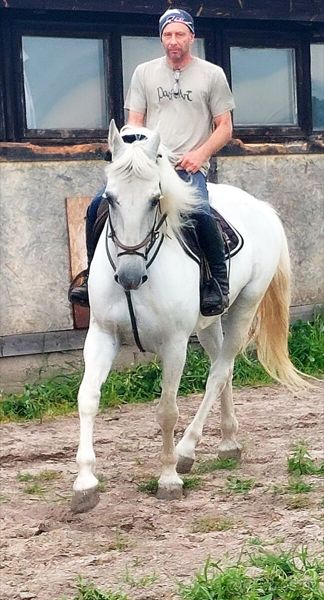 14 letý Kladrubský kůň