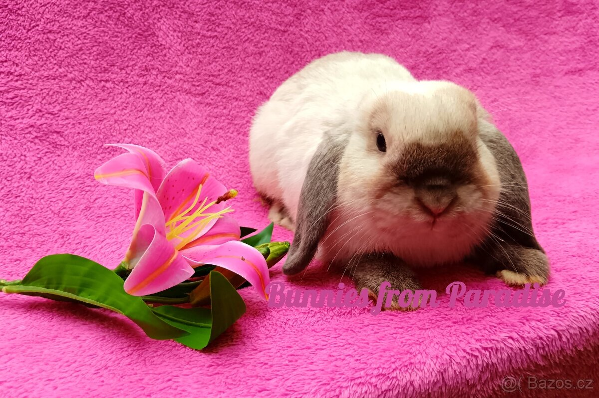 SIAMSKÝ KRÁLÍČEK HLEDÁ NOVÝ DOMOV ❤️❤️❤️