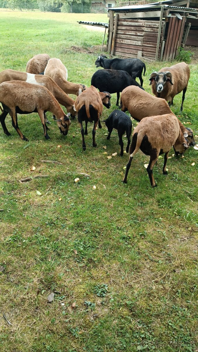 Prodám jehňata kamerunských ovcí