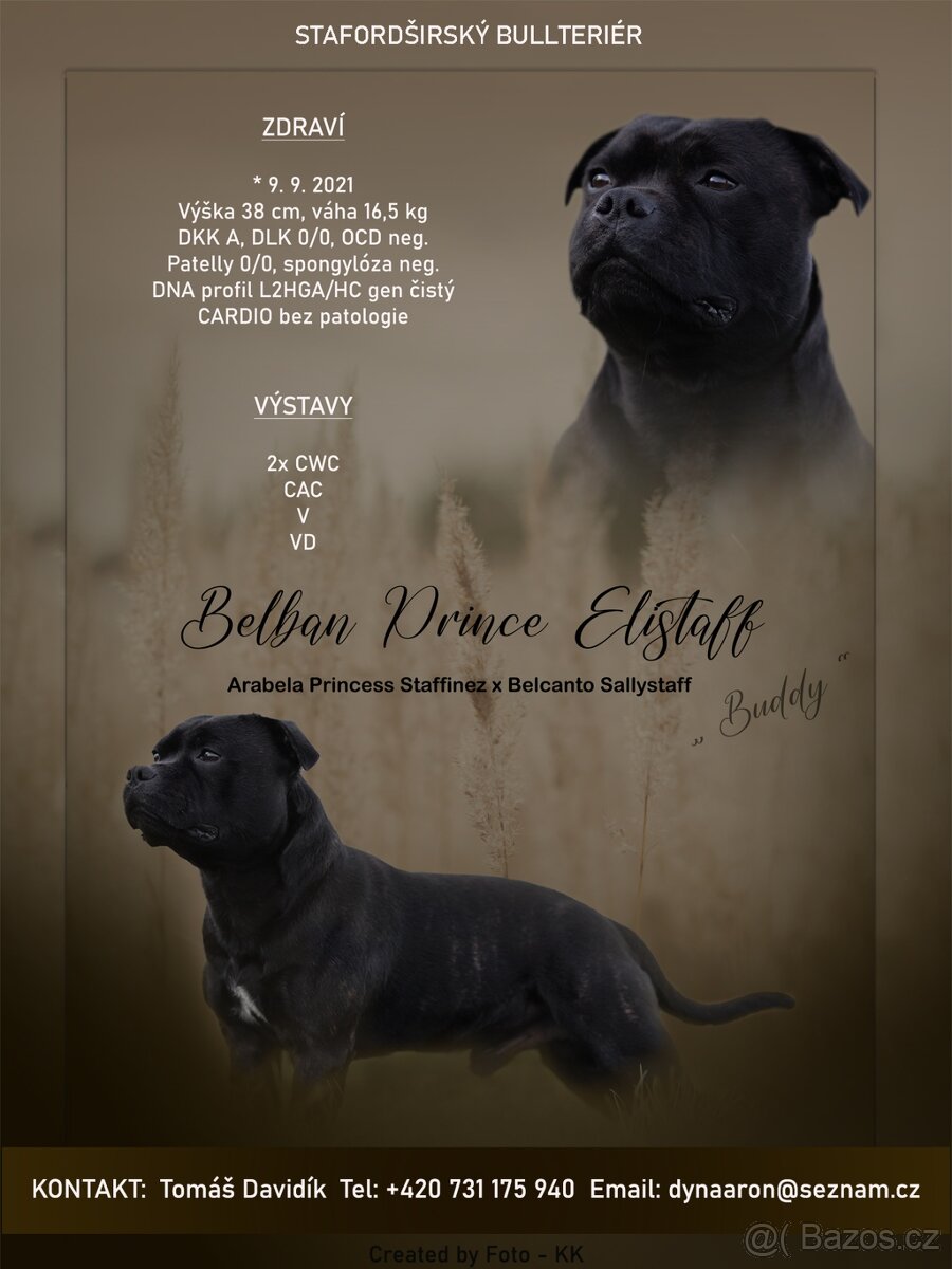 Stafordšírský bulteriér - Krycí pes