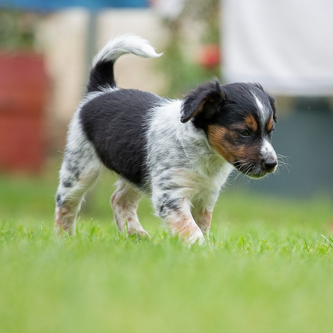 Český strakatý pes