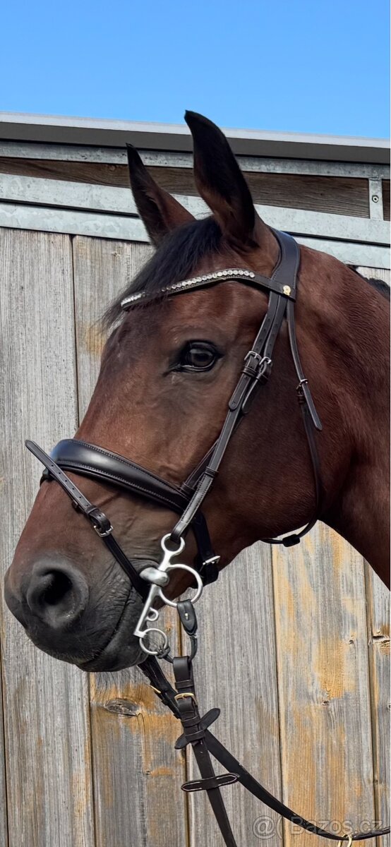 Uzdecka Waldhausen Hnědá Full