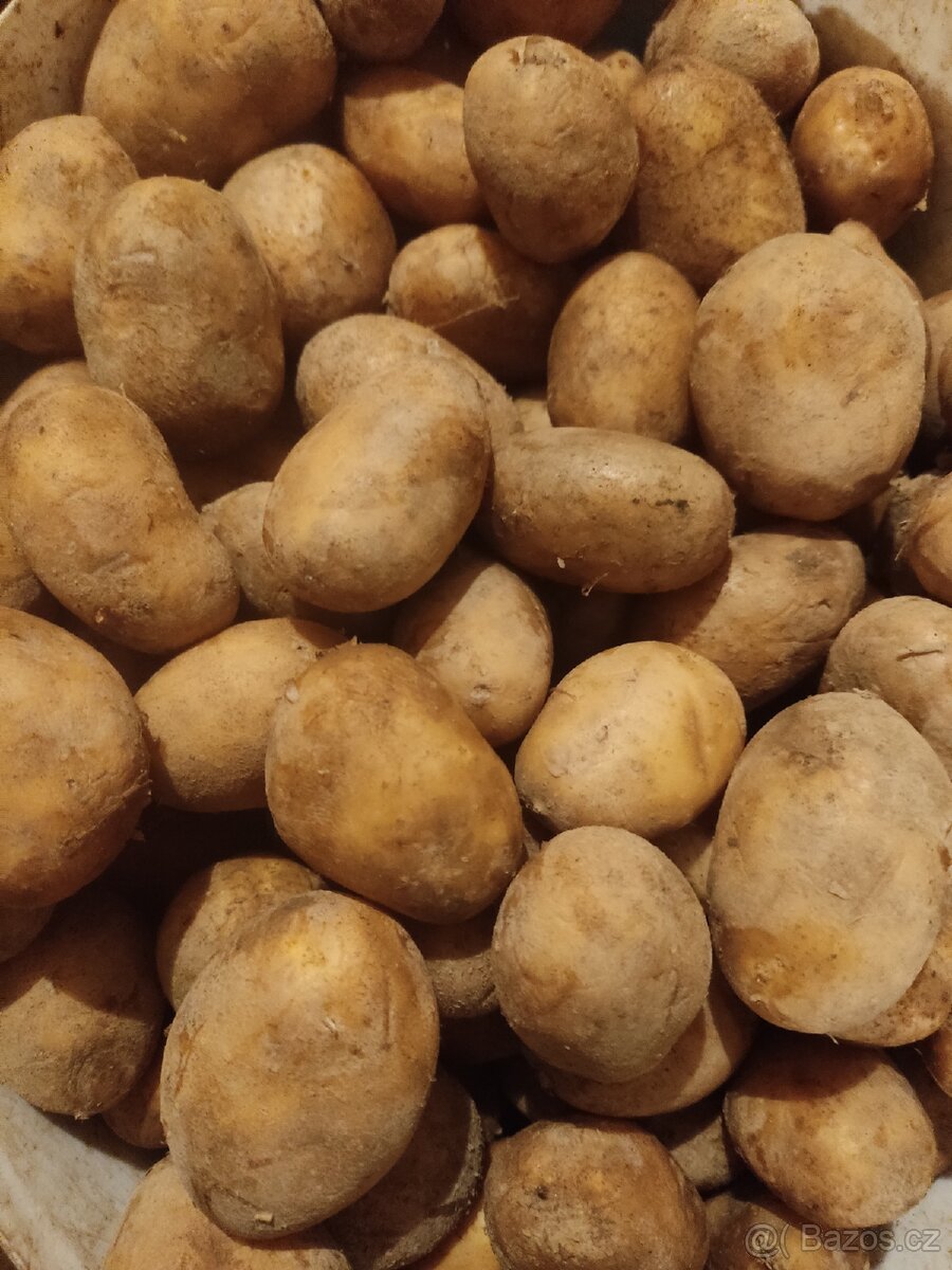 Brambory krmné