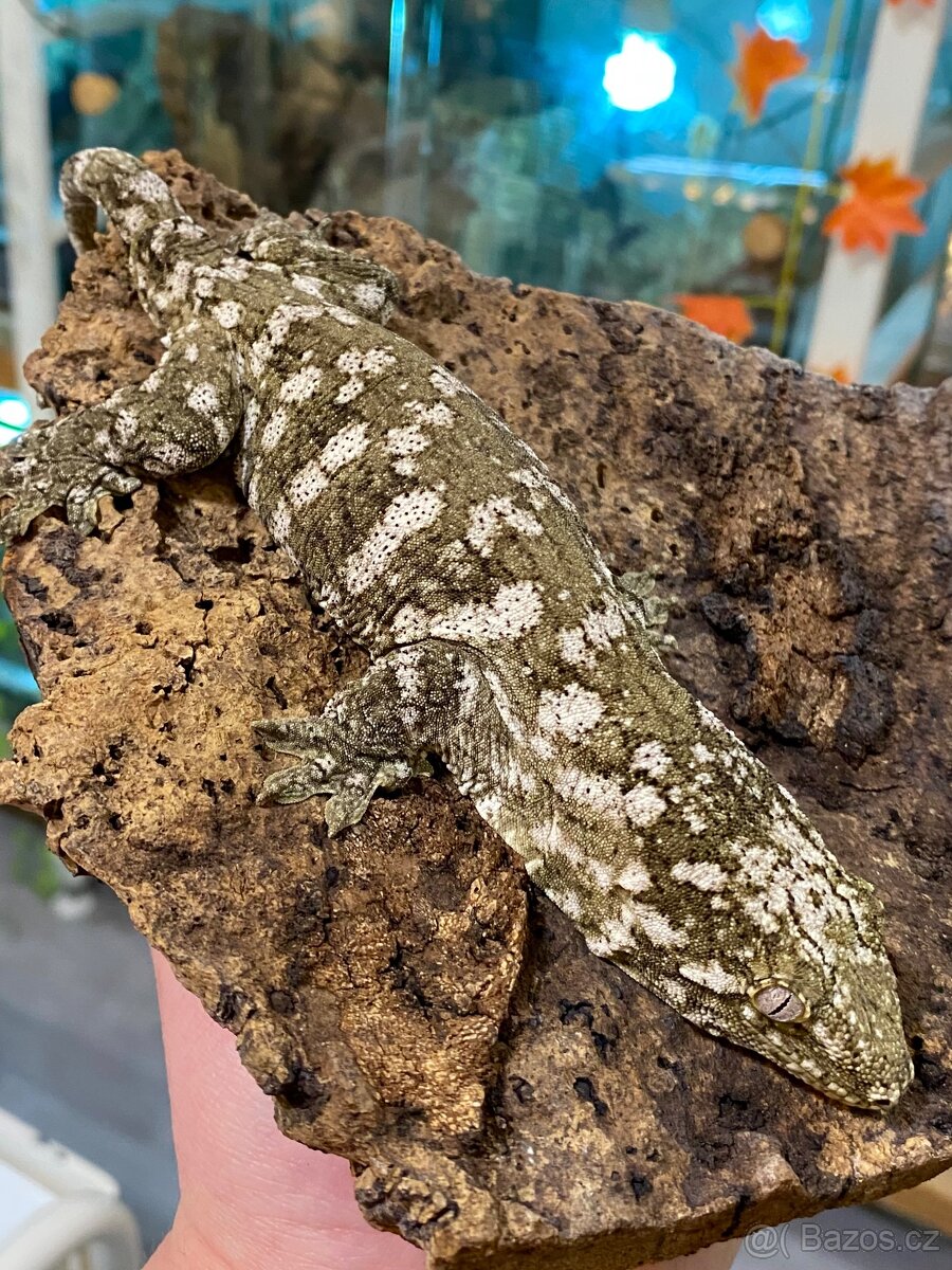R. Leachianus Mt. Koghis