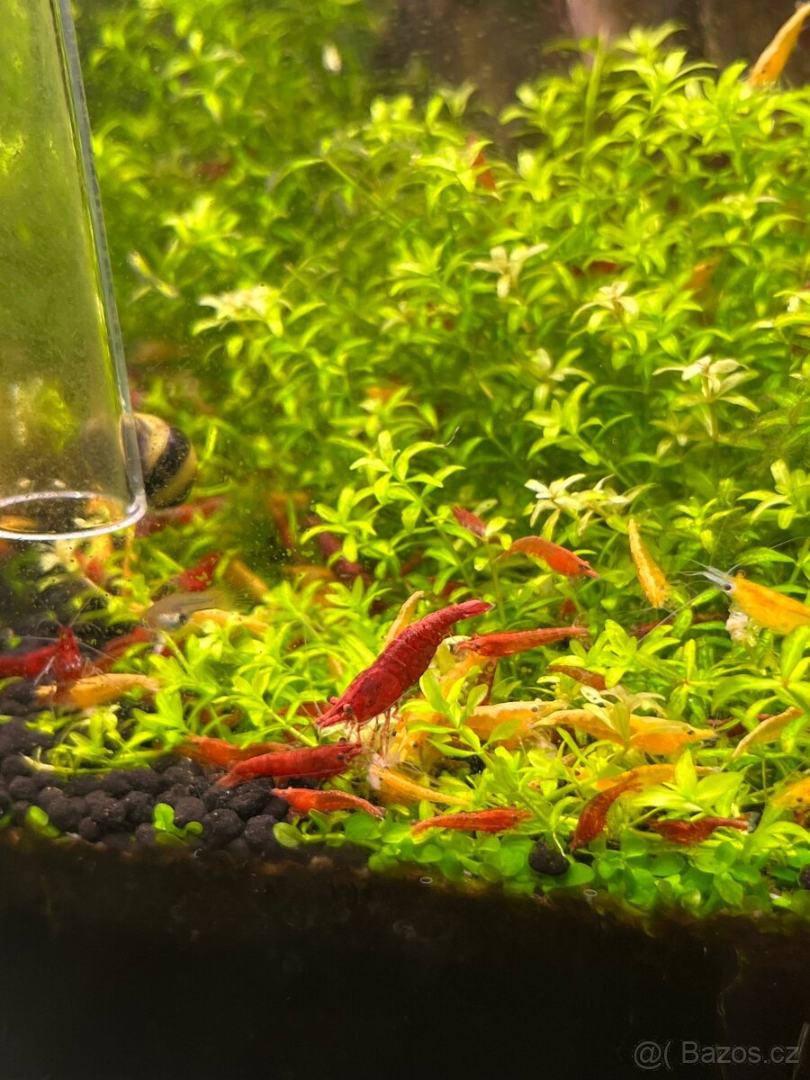 Akvarijní krevetky
