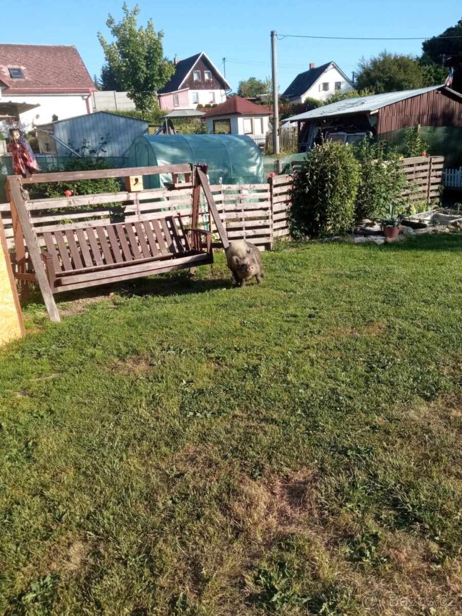 gottingenský kanec