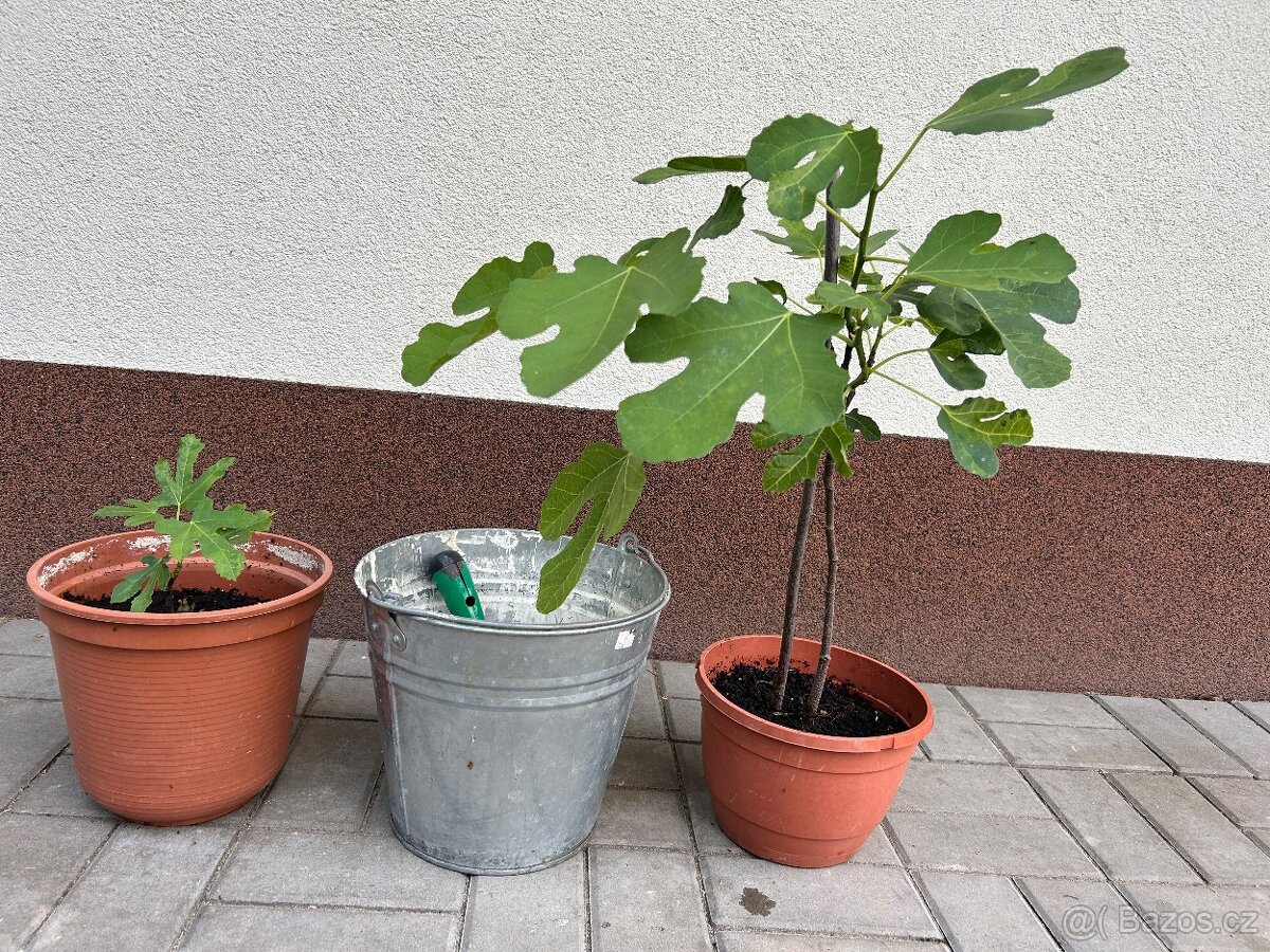 Fíkovník/ smokvoň