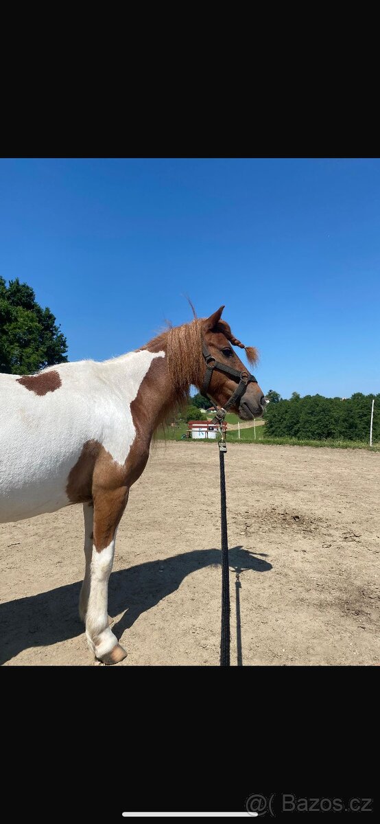 Pony kobylka