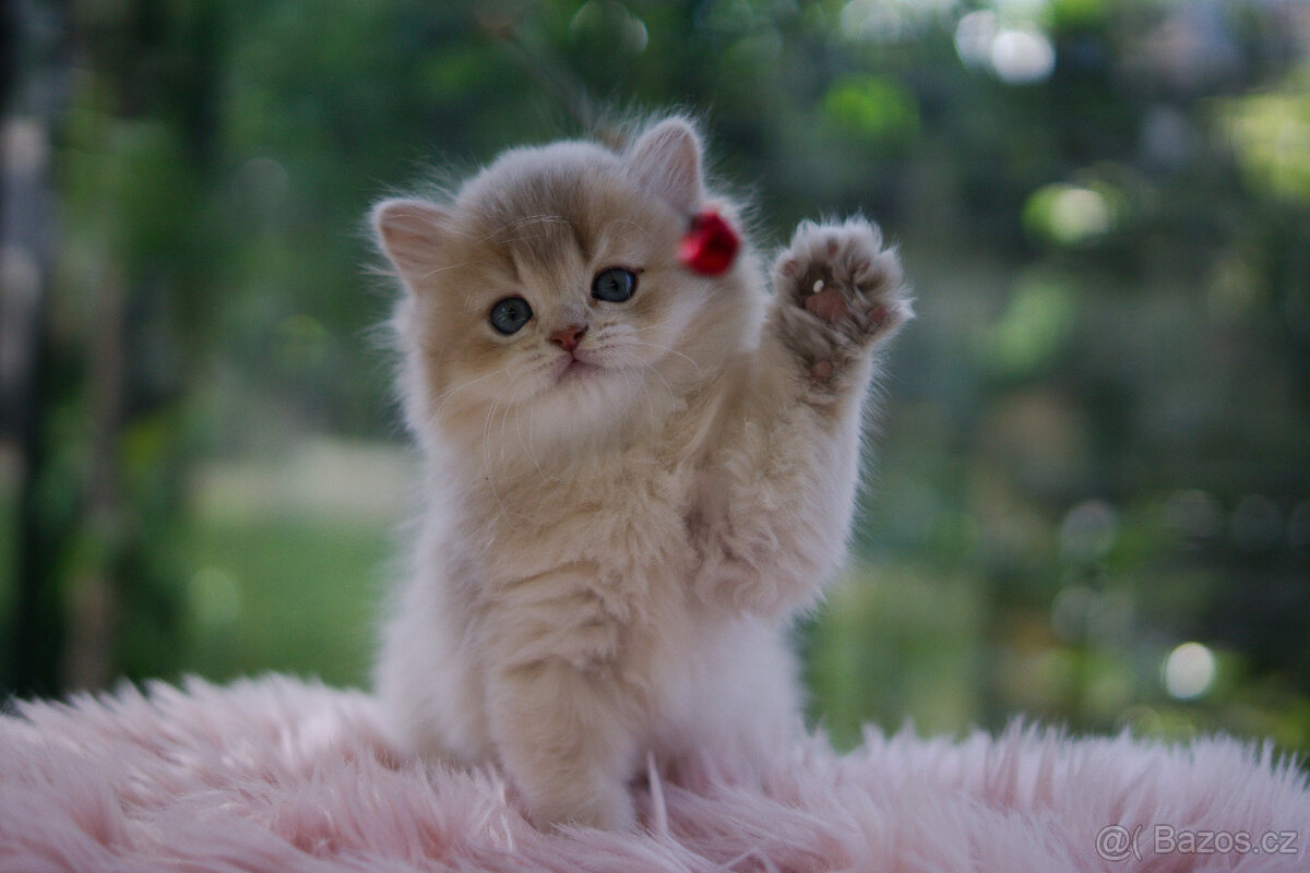 Britská koťátka  v exkluzivních barvách