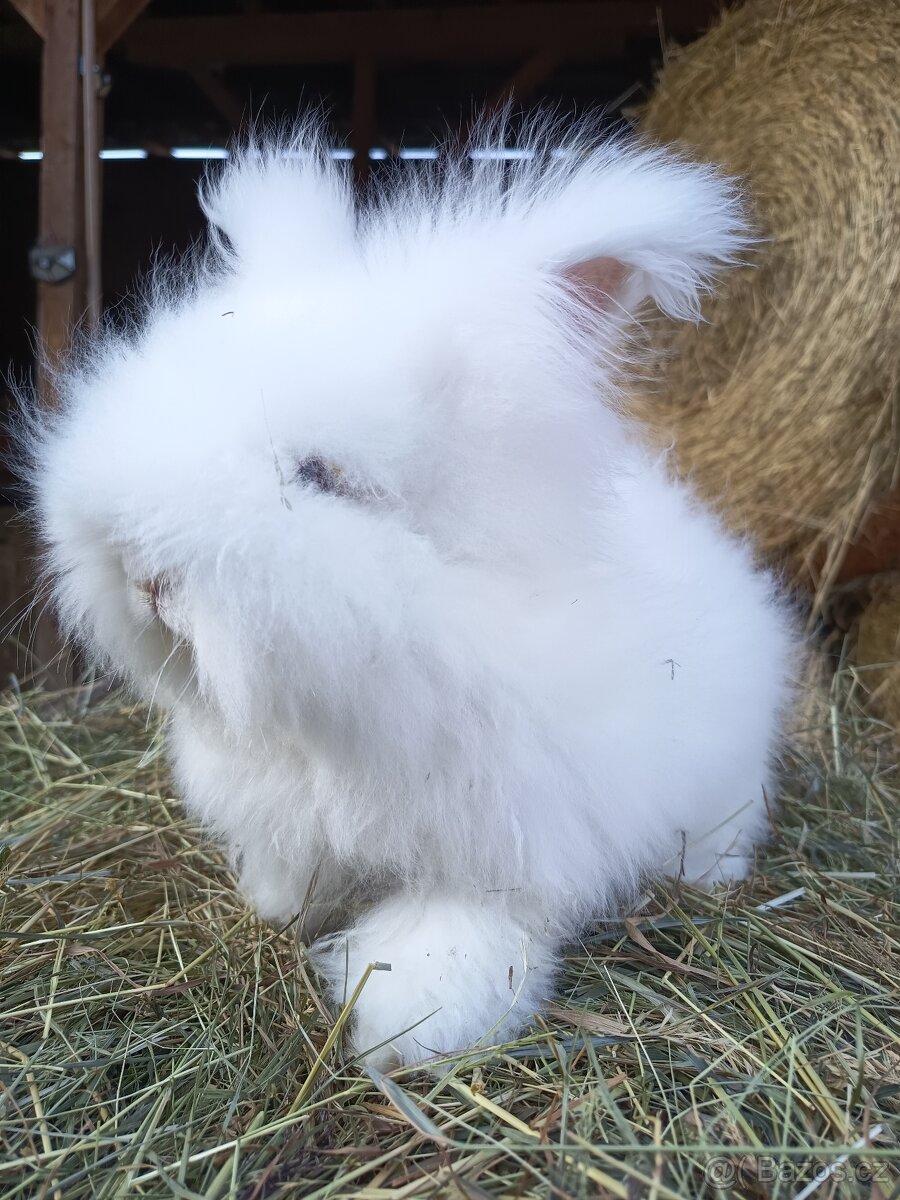Anglická angora