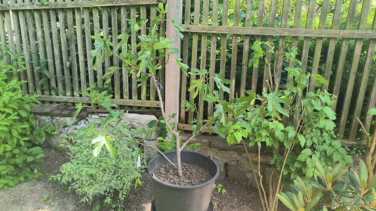Prodám fíkovník GOTA de MIEL (70b), výška 120 cm