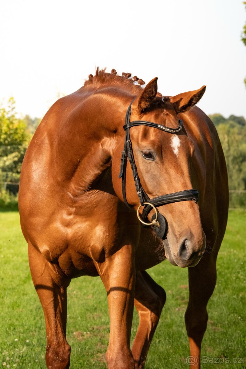 Aristo