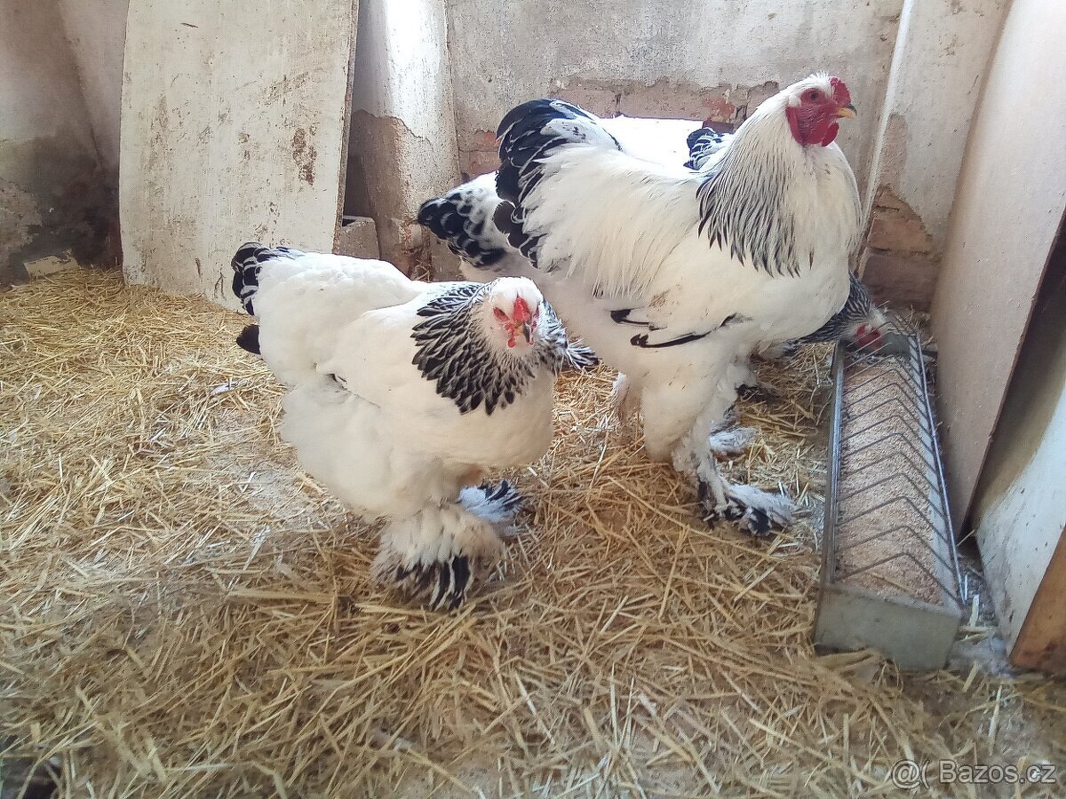 Koupím 2 Slepičky brahmanky bílé