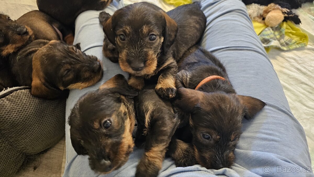 Jezevčík drsnosrstý bez PP s balíčkem jako dárek