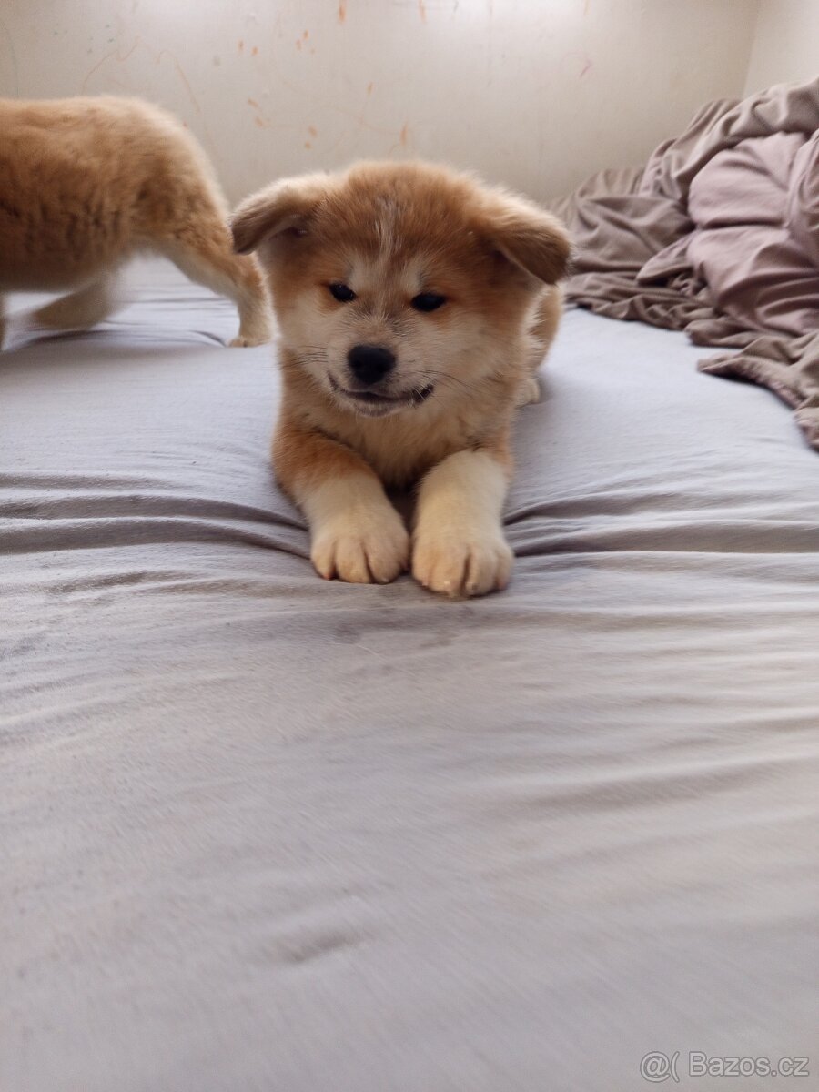 Akita inu