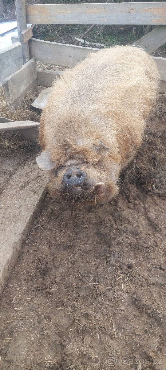 Prasata Kune kune