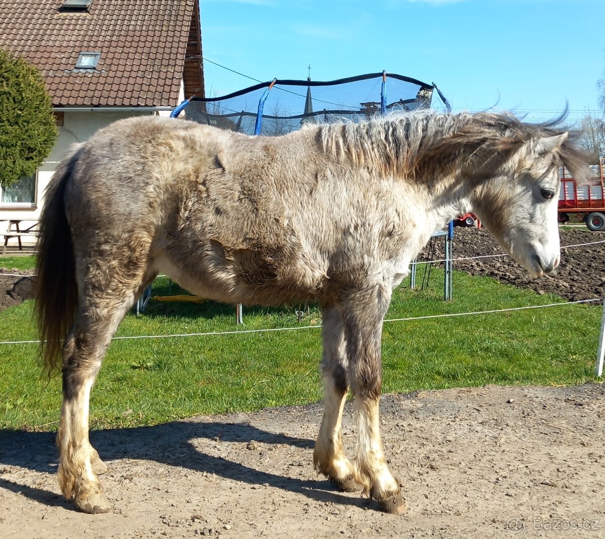 Welsh pony A
