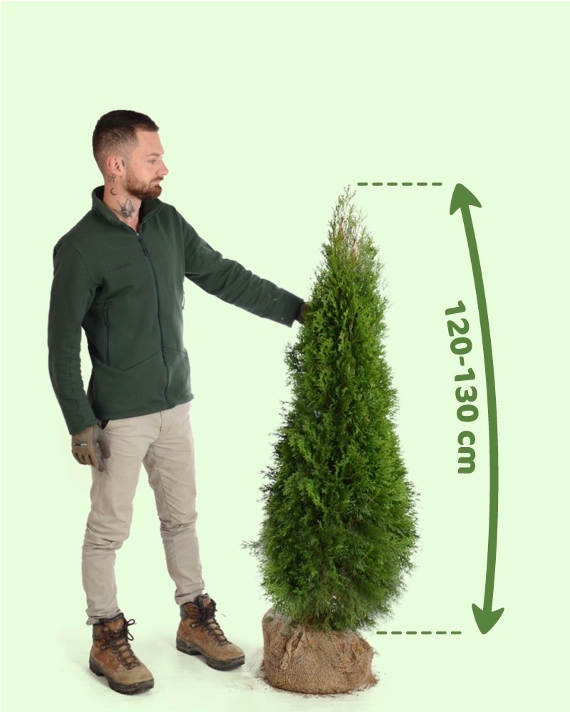 Thuje Thuja Smaragd - rozvoz po celé ČR
