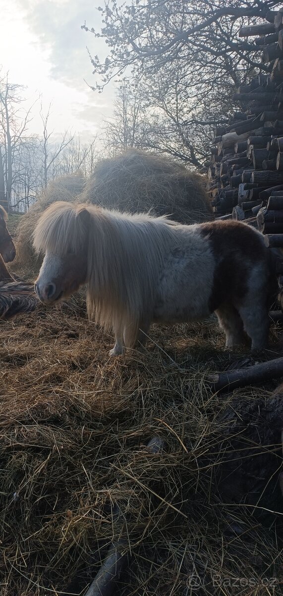 Mini pony