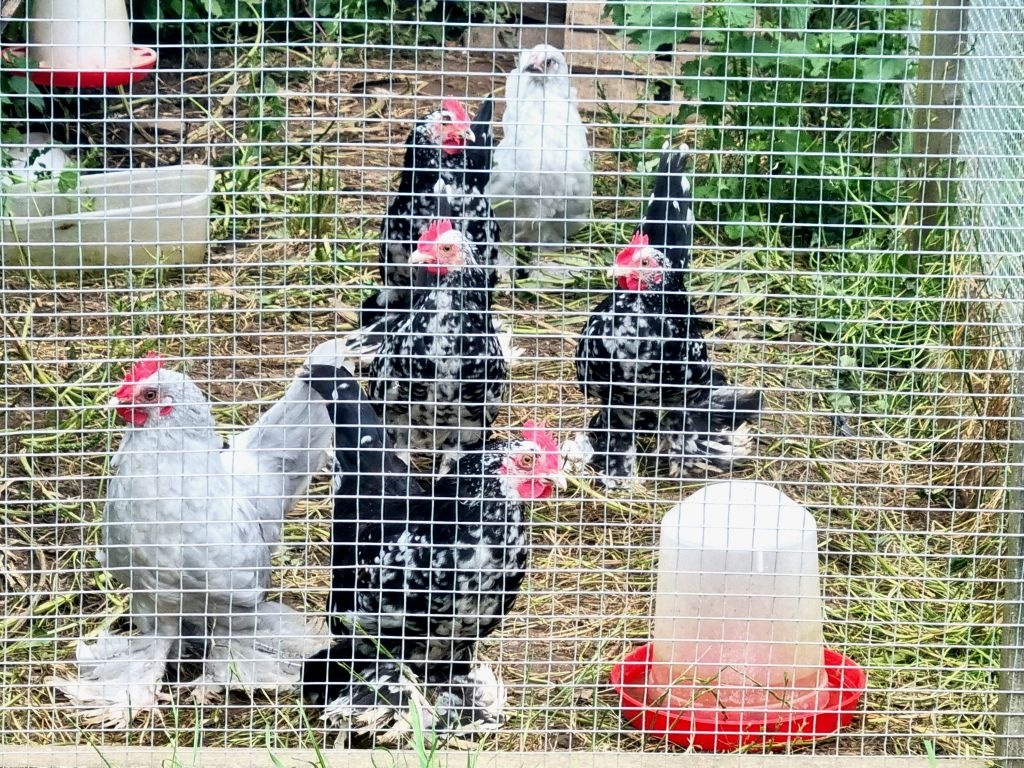 kohouci zakrslá rousná