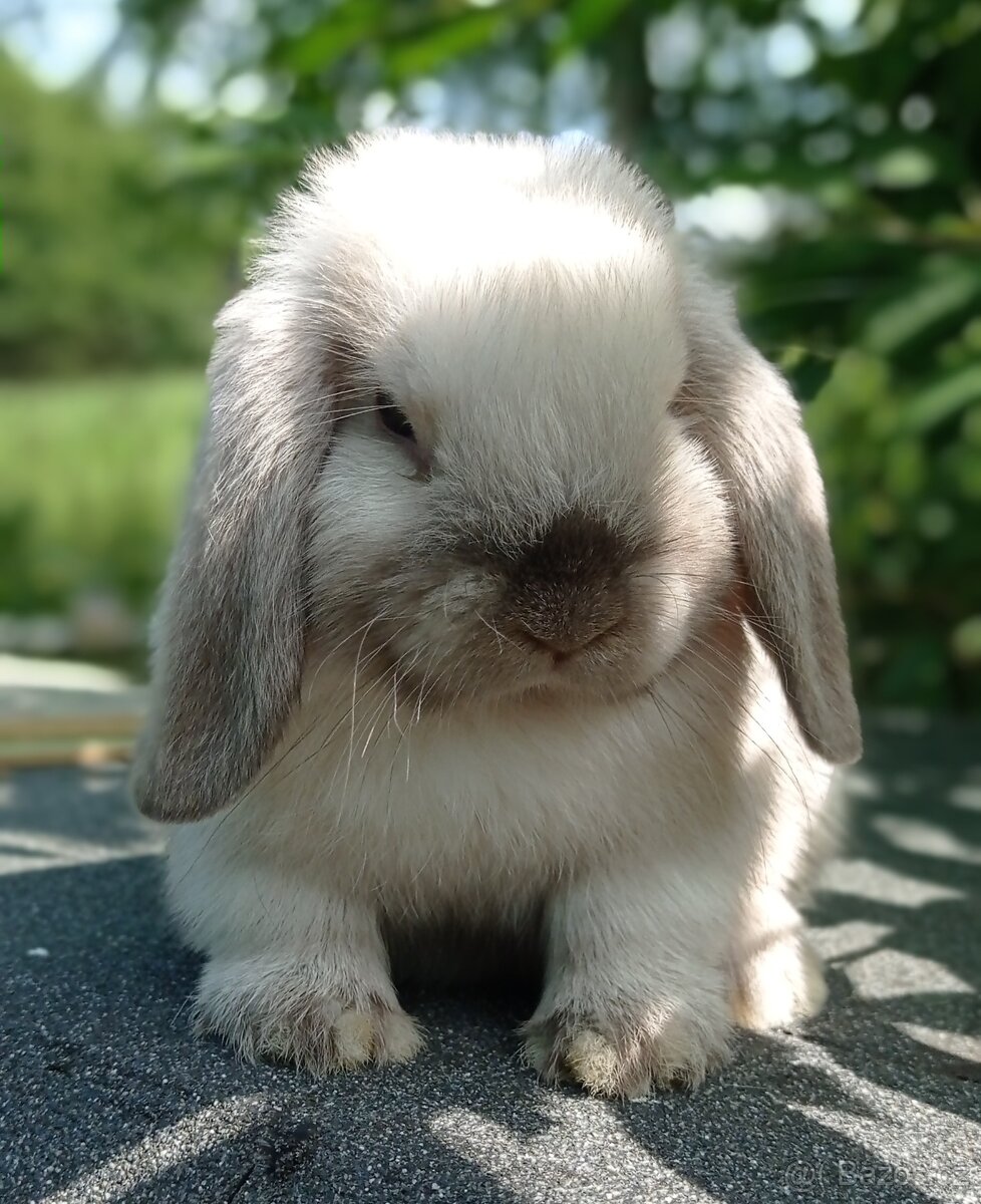 Zakrslý králíček Mini lop
