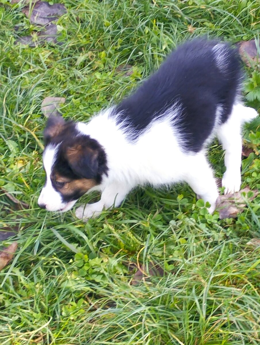 Border kolie